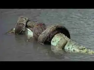 Video: TOP 10 ANIMALS VS. CROCODILE || Crocodile vs. Lion, Jaguar, Otters, Anaconda...